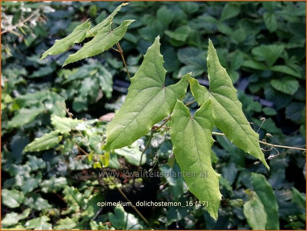 Epimedium dolichostemon | Elfenbloem | Staubbl&auml;ttrige Elfenblume