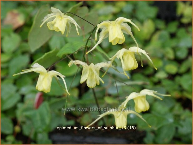 Epimedium 'Flowers of Sulphur' | Elfenbloem | Elfenblume