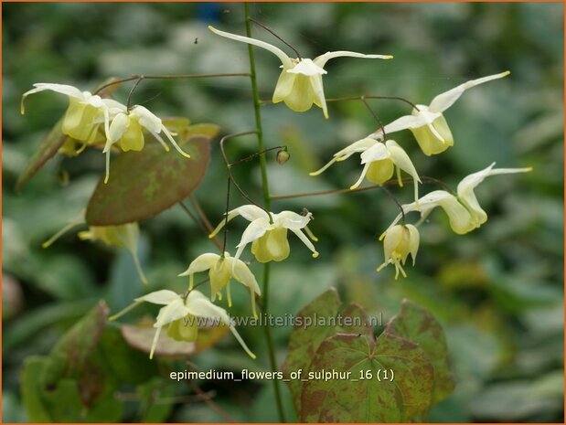 Epimedium 'Flowers of Sulphur' | Elfenbloem | Elfenblume