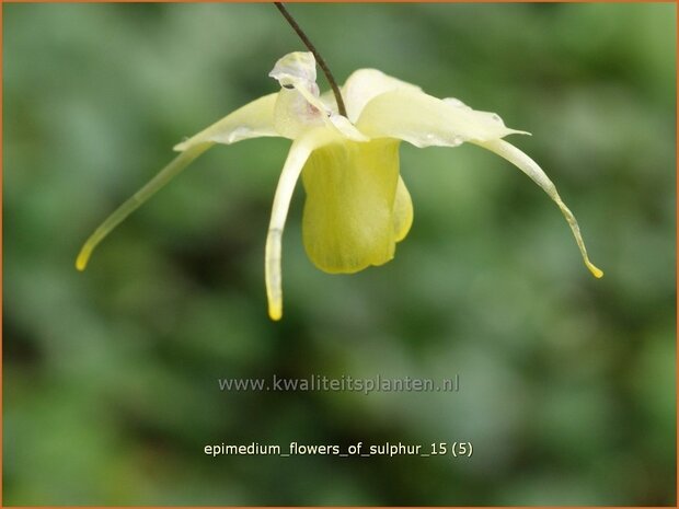 Epimedium 'Flowers of Sulphur' | Elfenbloem | Elfenblume