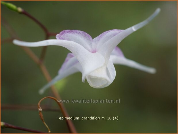 Epimedium grandiflorum | Elfenbloem | Gro&szlig;bl&uuml;tige Elfenblume