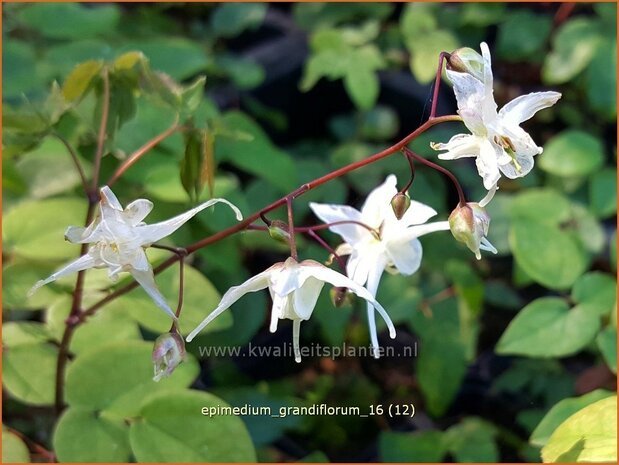 Epimedium grandiflorum | Elfenbloem | Gro&szlig;bl&uuml;tige Elfenblume