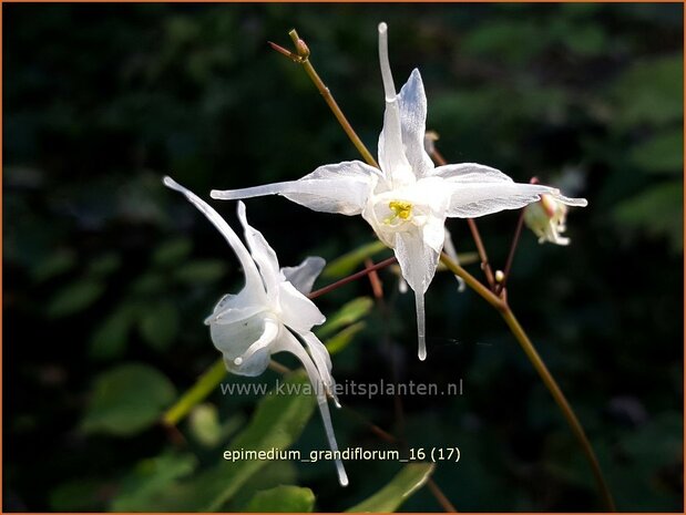 Epimedium grandiflorum | Elfenbloem | Gro&szlig;bl&uuml;tige Elfenblume