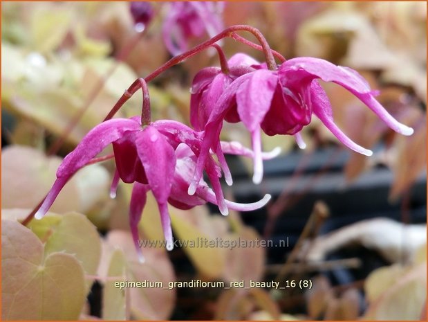 Epimedium grandiflorum 'Red Beauty' | Elfenbloem | Großblütige Elfenblume