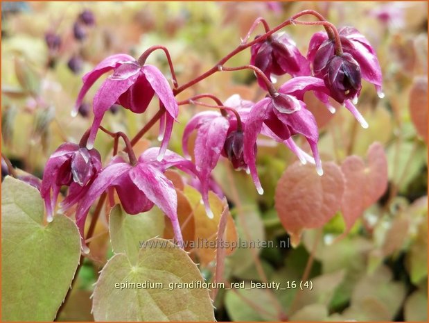 Epimedium grandiflorum 'Red Beauty' | Elfenbloem | Großblütige Elfenblume