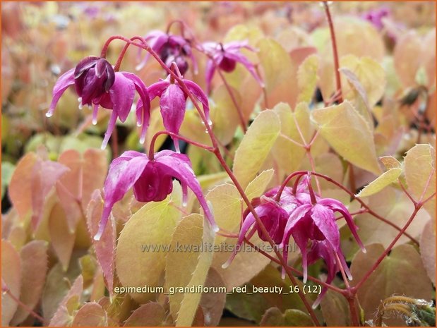 Epimedium grandiflorum 'Red Beauty' | Elfenbloem | Großblütige Elfenblume