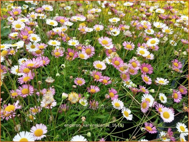 Erigeron karvinskianus | Muurfijnstraal, Fijnstraal | Stachelspitziges Berufkraut