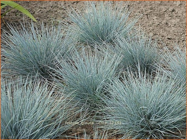 Festuca glauca 'Uchte' | Blauw schapengras, Zwenkgras, Schapengras | Blauschwingel