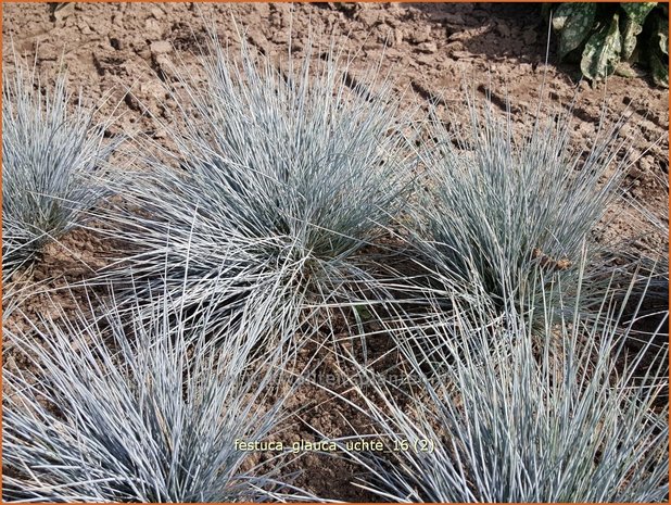 Festuca glauca 'Uchte' | Blauw schapengras, Zwenkgras, Schapengras | Blauschwingel