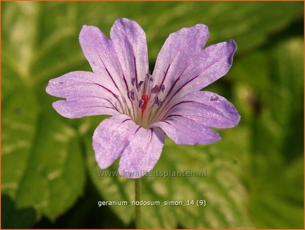 Geranium nodosum 'Simon' | Knopige ooievaarsbek, Ooievaarsbek, Tuingeranium | Bergwald-Storchschnabel
