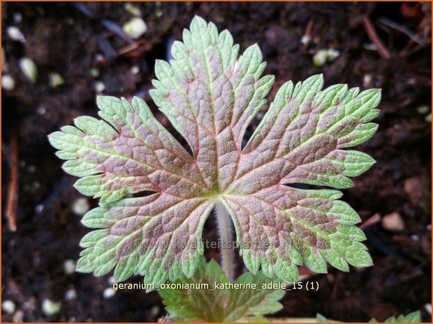 Geranium oxonianum 'Katherine Adele' | Ooievaarsbek, Tuingeranium | Oxford-Storchschnabel