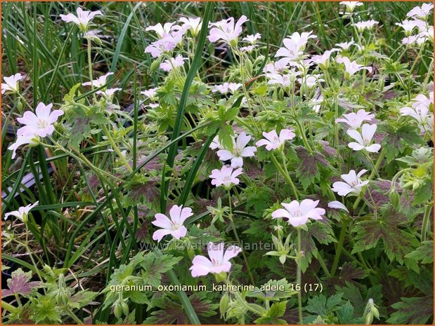 Geranium oxonianum 'Katherine Adele' | Ooievaarsbek, Tuingeranium | Oxford-Storchschnabel