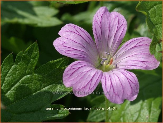 Geranium oxonianum 'Lady Moore' | Ooievaarsbek, Tuingeranium | Oxford-Storchschnabel