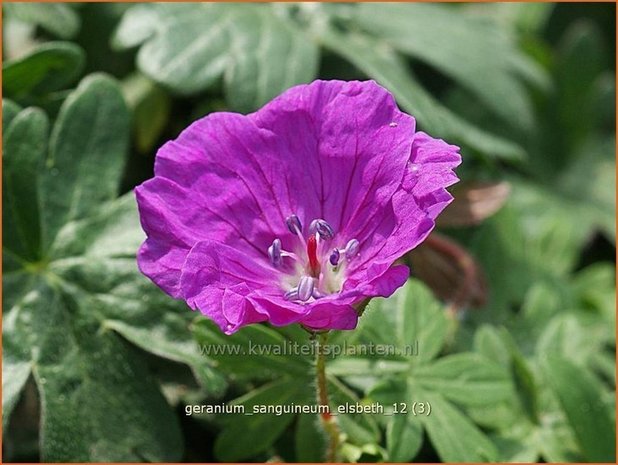 Geranium sanguineum 'Elsbeth' | Bloedooievaarsbek, Ooievaarsbek, Tuingeranium | Blut-Storchschnabel