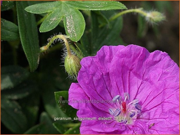 Geranium sanguineum 'Elsbeth' | Bloedooievaarsbek, Ooievaarsbek, Tuingeranium | Blut-Storchschnabel