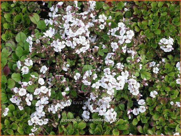 Gypsophila cerastioides | Gipskruid | Himalaya-Schleierkraut