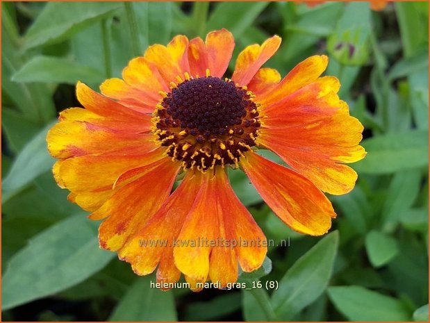 Helenium 'Mardi Gras' | Zonnekruid | Sonnenbraut