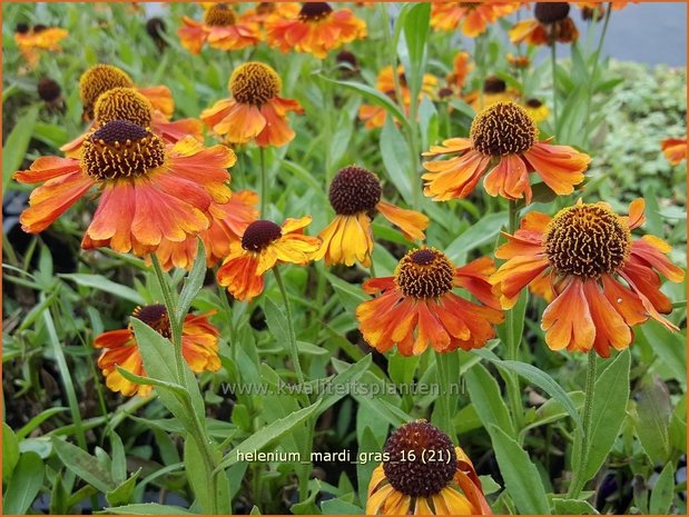 Helenium 'Mardi Gras' | Zonnekruid | Sonnenbraut