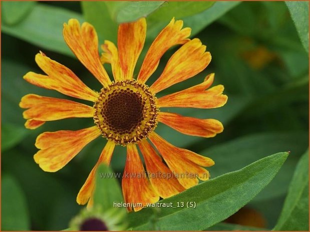 Helenium 'Waltraut' | Zonnekruid | Sonnenbraut