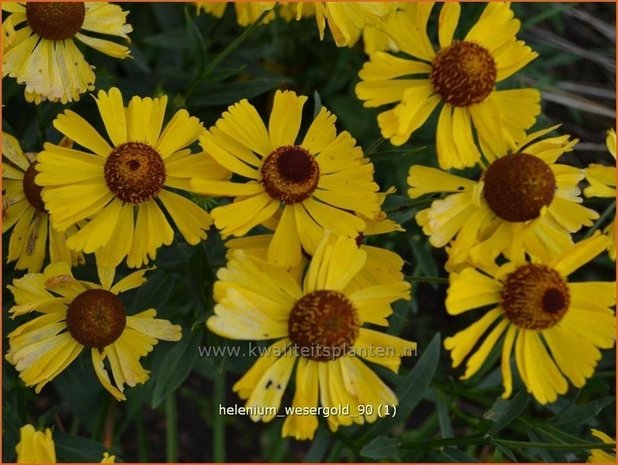 Helenium &#39;Wesergold&#39; | Zonnekruid | Sonnenbraut