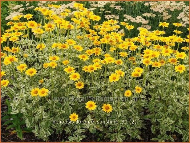 Heliopsis helianthoides 'Loraine Sunshine' | Zonneoog | Gew&ouml;hnliches Sonnenauge