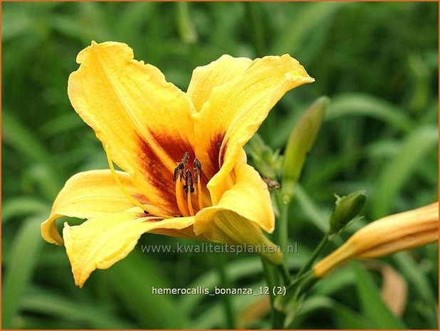 Hemerocallis 'Bonanza' | Daglelie | Taglilie