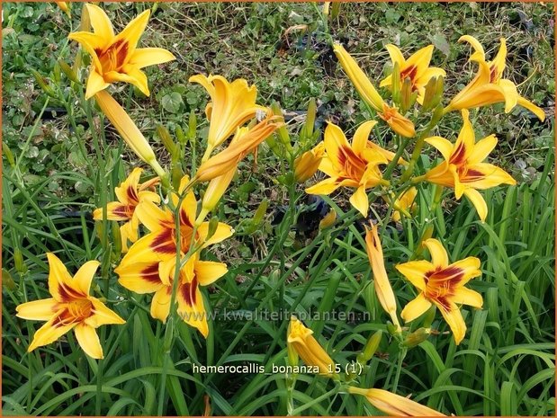 Hemerocallis 'Bonanza' | Daglelie | Taglilie