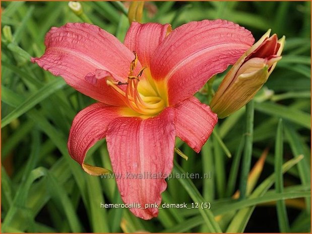 Hemerocallis 'Pink Damask' | Daglelie | Taglilie