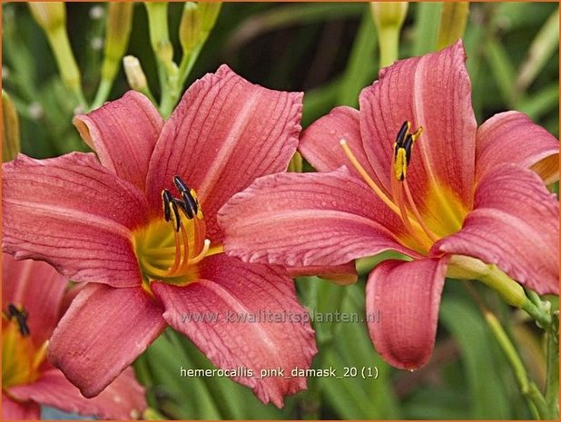 Hemerocallis 'Pink Damask' | Daglelie | Taglilie