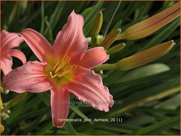 Hemerocallis 'Pink Damask' | Daglelie | Taglilie