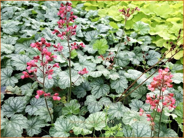 Heuchera 'Paris' | Purperklokje | Purpurgl&ouml;ckchen