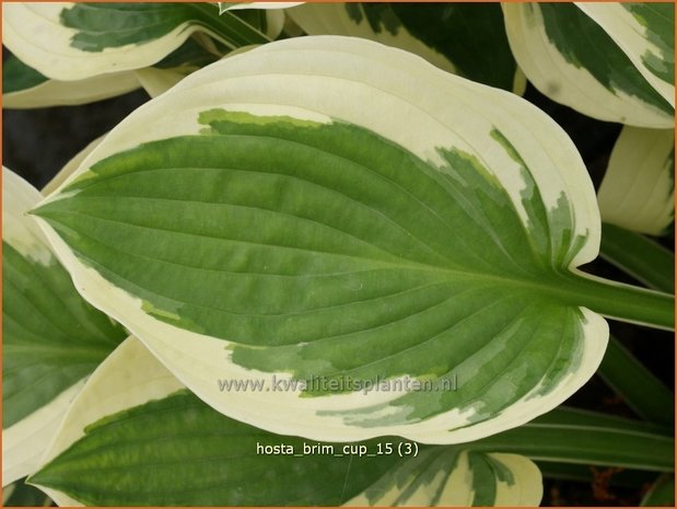 Hosta 'Brim Cup' | Hosta, Hartlelie, Funkia | Funkie