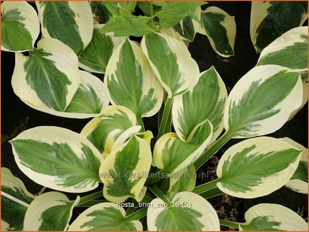 Hosta 'Brim Cup' | Hosta, Hartlelie, Funkia | Funkie