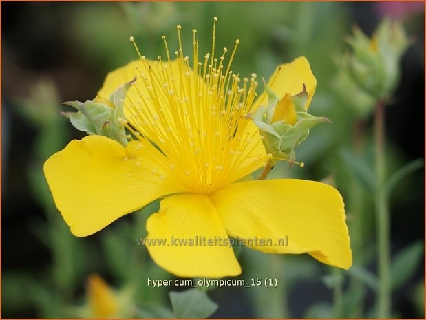 Hypericum olympicum | Hertshooi | Olymp-Johanniskraut