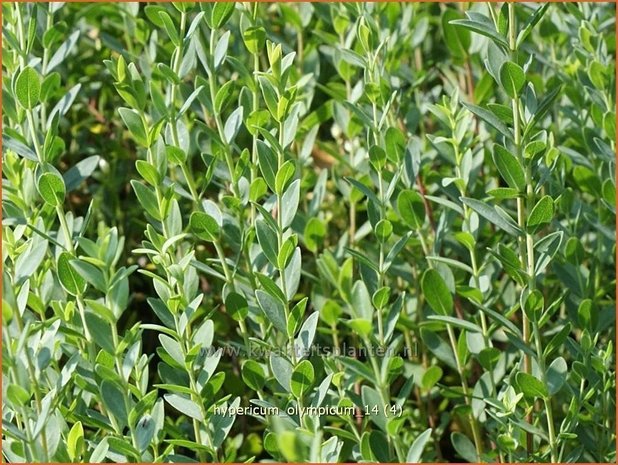 Hypericum olympicum | Hertshooi | Olymp-Johanniskraut
