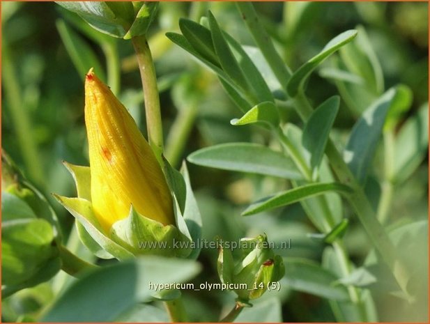 Hypericum olympicum | Hertshooi | Olymp-Johanniskraut