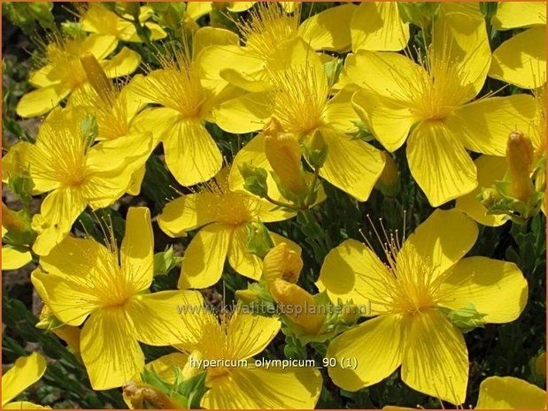 Hypericum olympicum | Hertshooi | Olymp-Johanniskraut