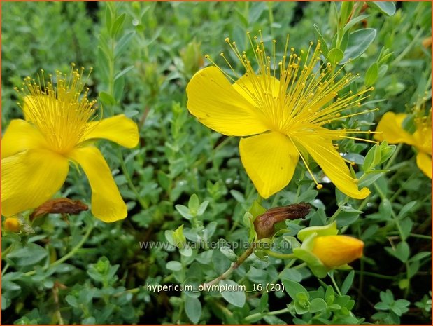 Hypericum olympicum | Hertshooi | Olymp-Johanniskraut