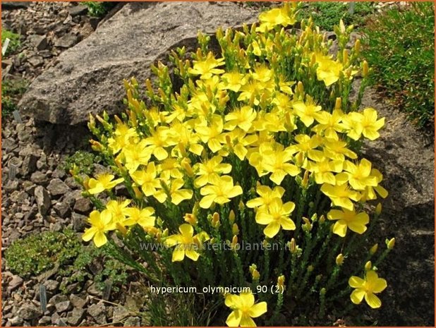 Hypericum olympicum | Hertshooi | Olymp-Johanniskraut