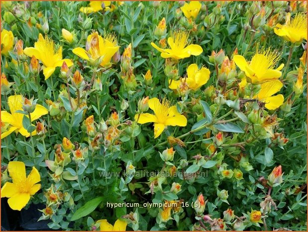 Hypericum olympicum | Hertshooi | Olymp-Johanniskraut