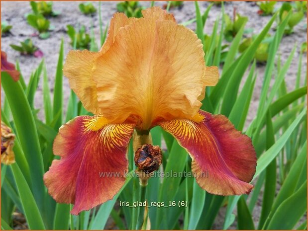 Iris germanica 'Glad Rags' | Baardiris, Iris, Lis | Hohe Bart-Schwertlilie