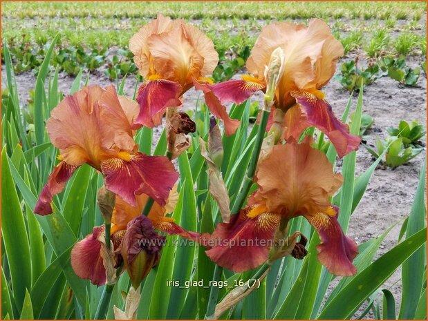 Iris germanica 'Glad Rags' | Baardiris, Iris, Lis | Hohe Bart-Schwertlilie