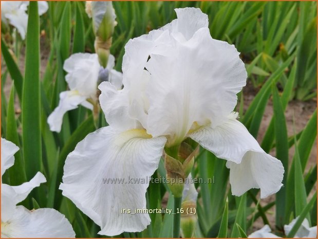 Iris germanica 'Immortality' | Baardiris, Iris, Lis | Hohe Bart-Schwertlilie