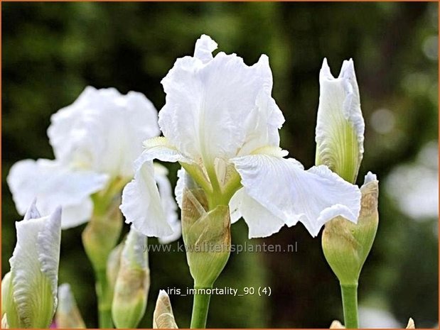 Iris germanica 'Immortality' | Baardiris, Iris, Lis | Hohe Bart-Schwertlilie