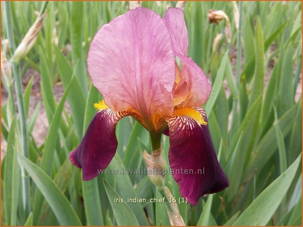 Iris germanica 'Indian Chief' | Baardiris, Iris, Lis | Hohe Bart-Schwertlilie