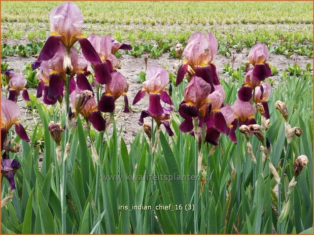 Iris germanica 'Indian Chief' | Baardiris, Iris, Lis | Hohe Bart-Schwertlilie