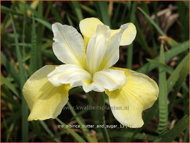 Iris sibirica 'Butter and Sugar' | Siberische iris, Lis, Iris | Sibirische Schwertlilie