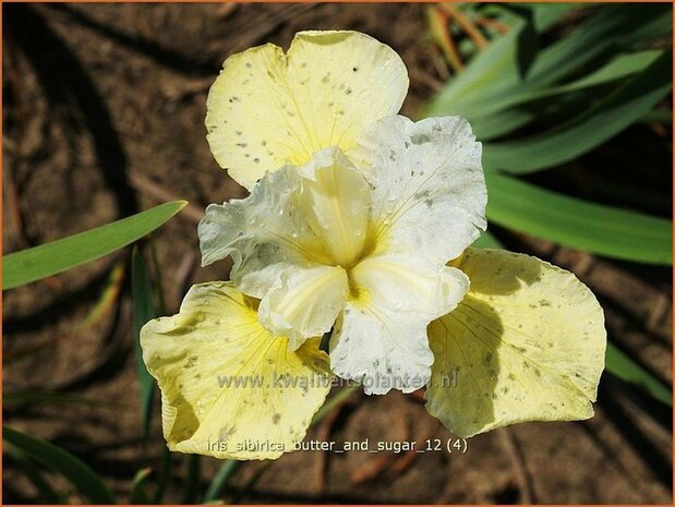 Iris sibirica 'Butter and Sugar' | Siberische iris, Lis, Iris | Sibirische Schwertlilie