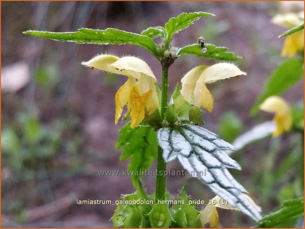 Lamiastrum galeobdolon 'Herman's Pride' | Gele dovenetel, Dovenetel | Echte Goldnessel