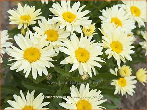 Leucanthemum 'Banana Cream' | Margriet | Grossblumige Margerite